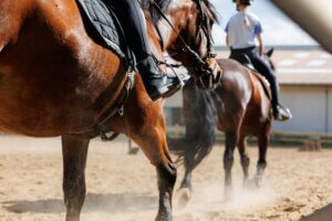 Riding school accidents